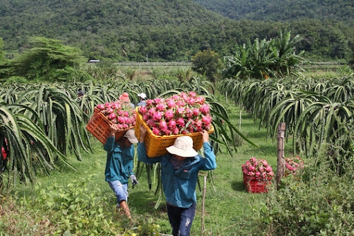 Thanh long Bình Thuận có “giấy thông hành” vào Nhật Bản