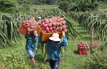 Thanh long Bình Thuận có “giấy thông hành” vào Nhật Bản