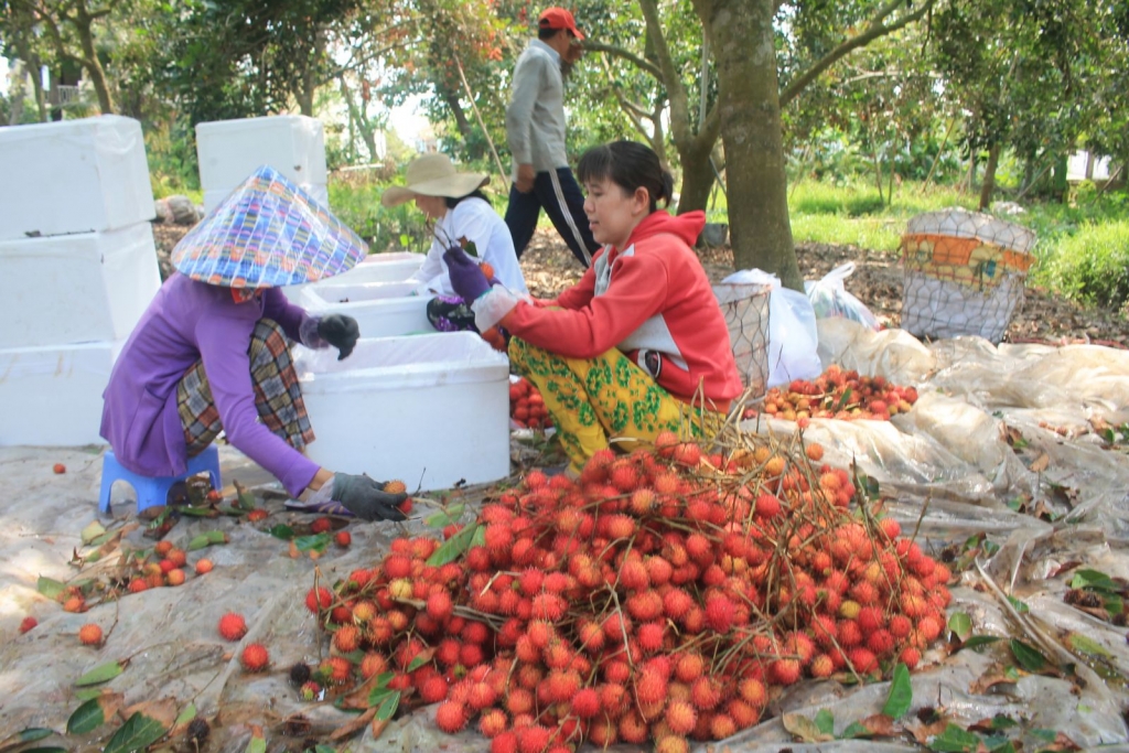 Nông sản liên tục bị EU cảnh báo, nhiều lưu ý cho doanh nghiệp