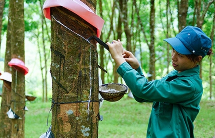 Giá cao su đi xuống khi Trung Quốc giảm nhập liên tiếp 5 tháng