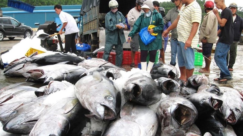 Xuất khẩu cá ngừ của Việt Nam nhiều cơ hội bứt tốc khi hợp tác “vua cá ngừ” Nhật Bản