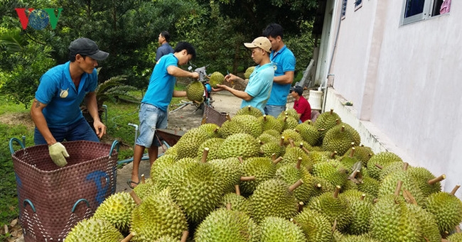 rau qua sang my tang manh khong bu noi hao hut tu trung quoc