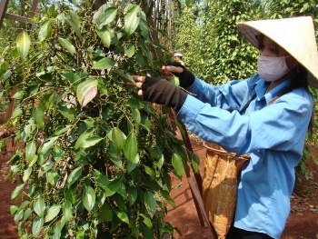 Đối mặt khó khăn kép, thị trường hồ tiêu tiếp tục u ám