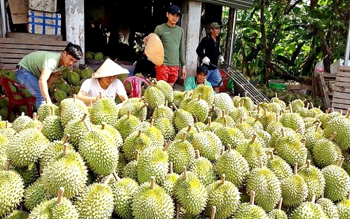 Sầu riêng khan hiếm, giá tăng cao kỷ lục dù đang vào vụ