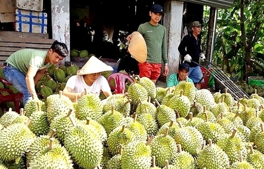 Sầu riêng khan hiếm, giá tăng cao kỷ lục dù đang vào vụ