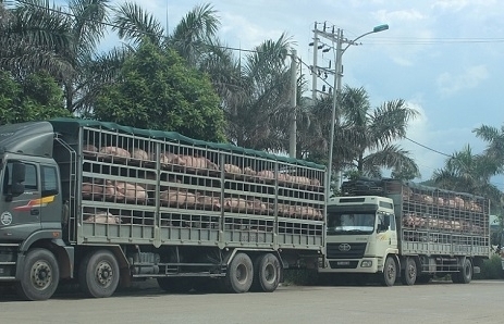 Tăng cường kiểm soát, ngăn chặn hoạt động vận chuyển trái phép lợn biên giới