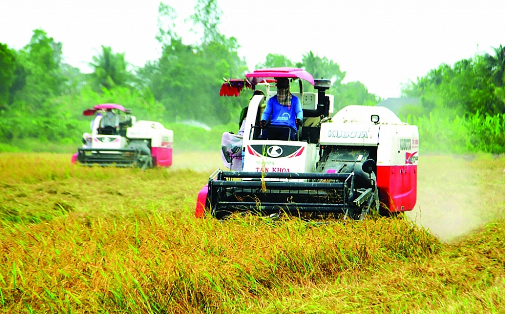 Tình hình tiêu thụ lúa gạo ở ĐBSCL hiện tại đã khá hơn do các tỉnh tích cực tháo gỡ để DN, thương lái đẩy mạnh công tác thu mua, song vẫn đối mặt khó khăn nhất định. 	Ảnh: Nguyễn Thanh