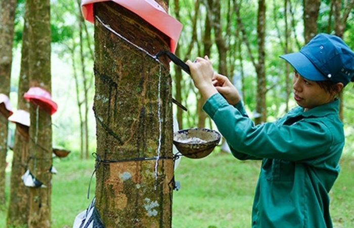 Xây dựng các tiêu chí phát triển bền vững cho thương hiệu cao su Việt Nam