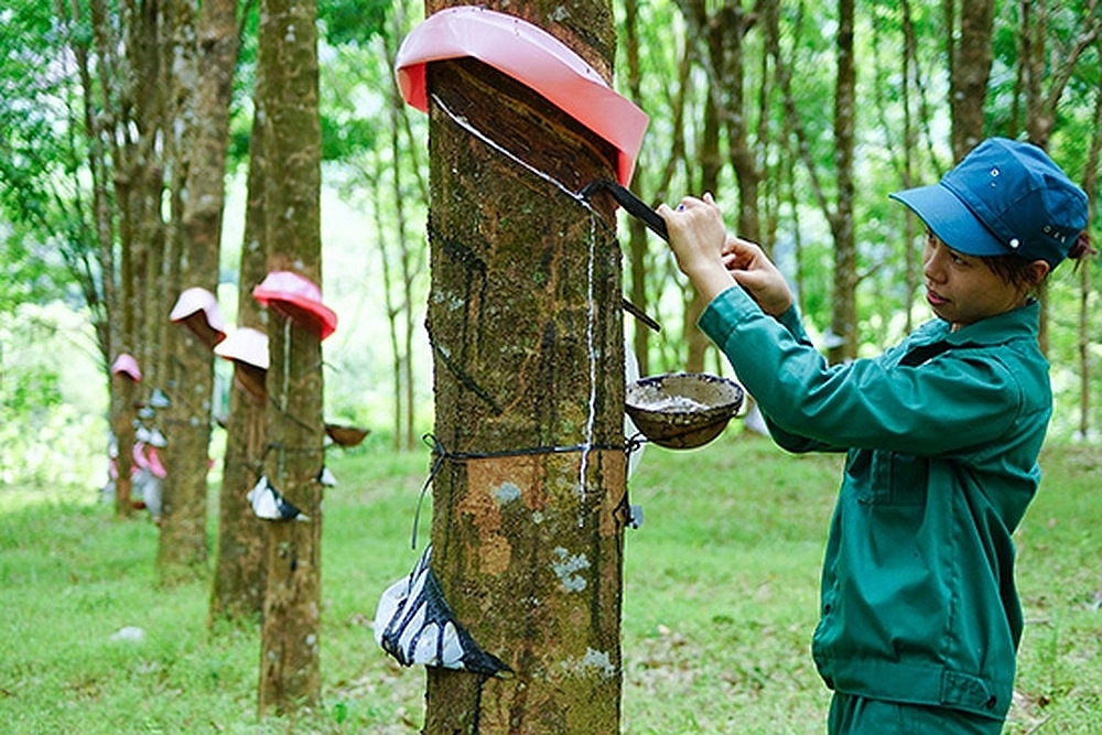 Việc xây dựng thương hiệu giúp các DN cao su cải thiện chất lượng, tiến tới nâng cao giá bán. 	Ảnh: ST