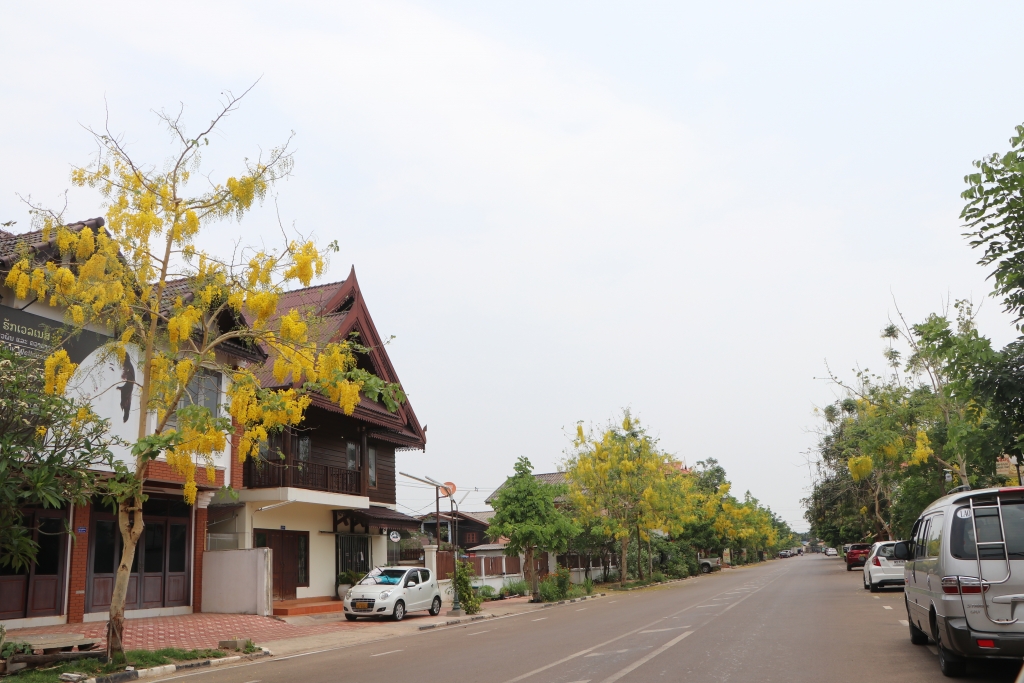 tet lao vang ve vi covid 19 hoa dok khun van no vang ruc vieng chan