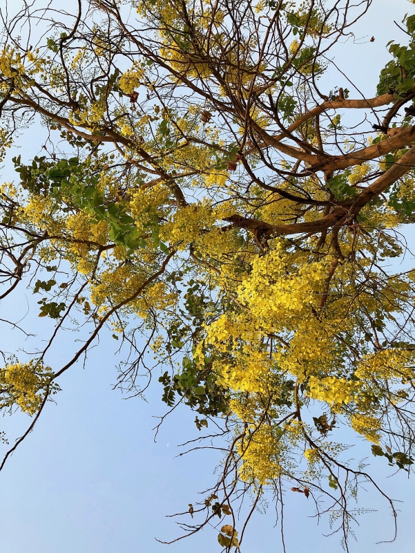 tet lao vang ve vi covid 19 hoa dok khun van no vang ruc vieng chan