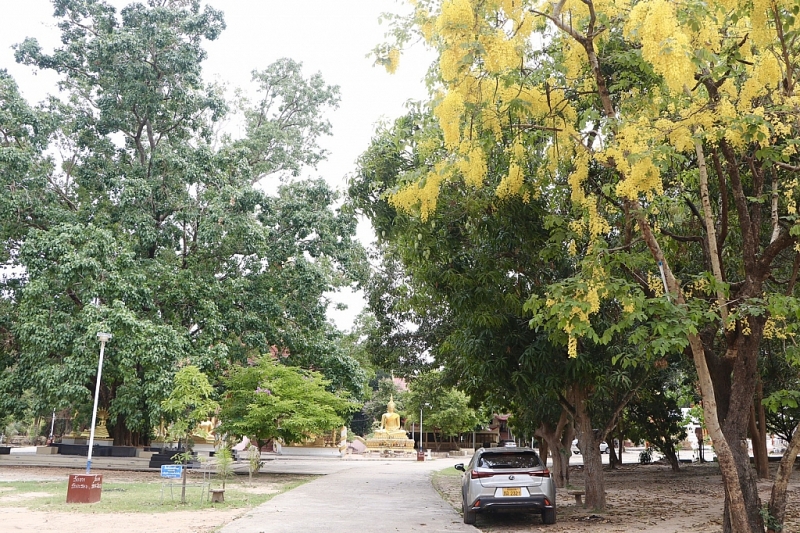 tet lao vang ve vi covid 19 hoa dok khun van no vang ruc vieng chan