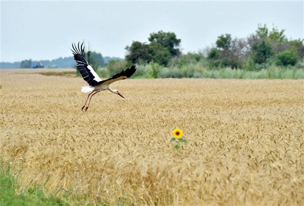 Ukraine keu goi dam bao an toan cho hoat dong xuat khau luong thuc hinh anh 1