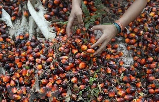 Indonesia, EU đàm phán Hiệp định Đối tác Kinh tế Toàn diện Song phương