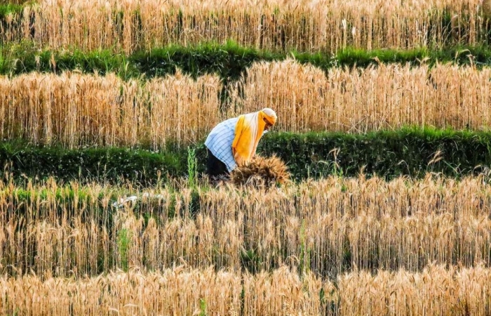 Người tiêu dùng châu Á đối mặt giá thực phẩm đắt đỏ nhất thập kỷ