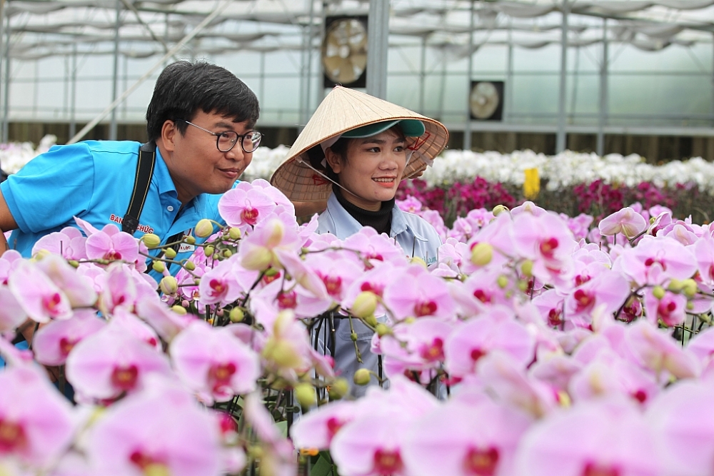 YSA Orchid Farm: Nơi ngàn đóa lan khoe sắc