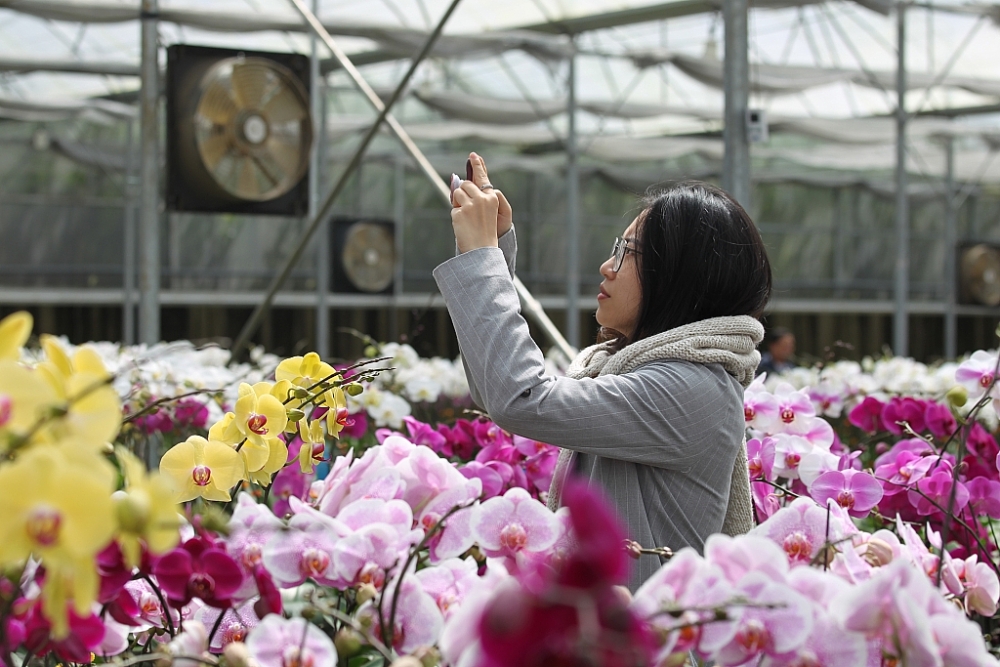 YSA Orchid Farm: Nơi ngàn đóa lan khoe sắc