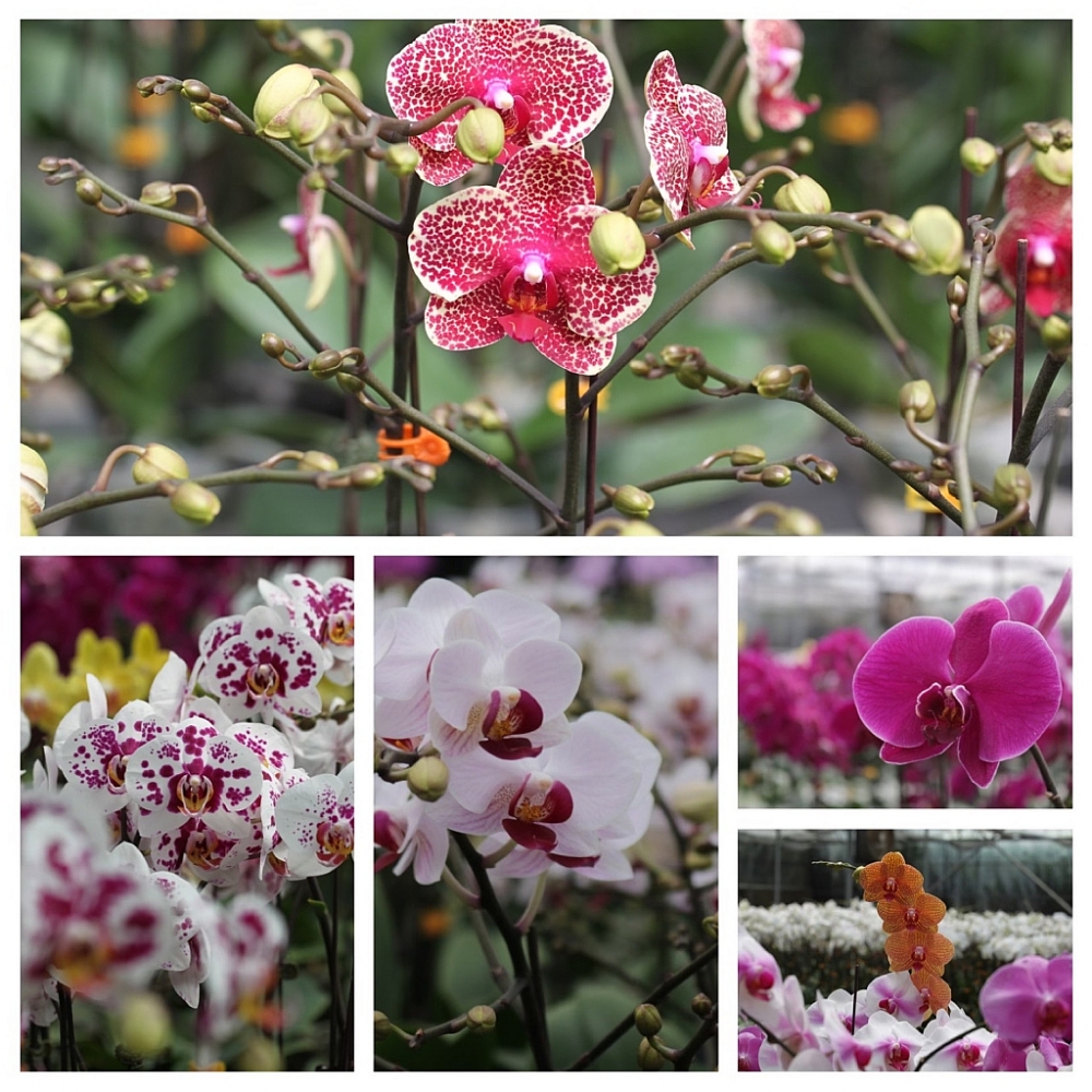 YSA Orchid Farm: Nơi ngàn đóa lan khoe sắc