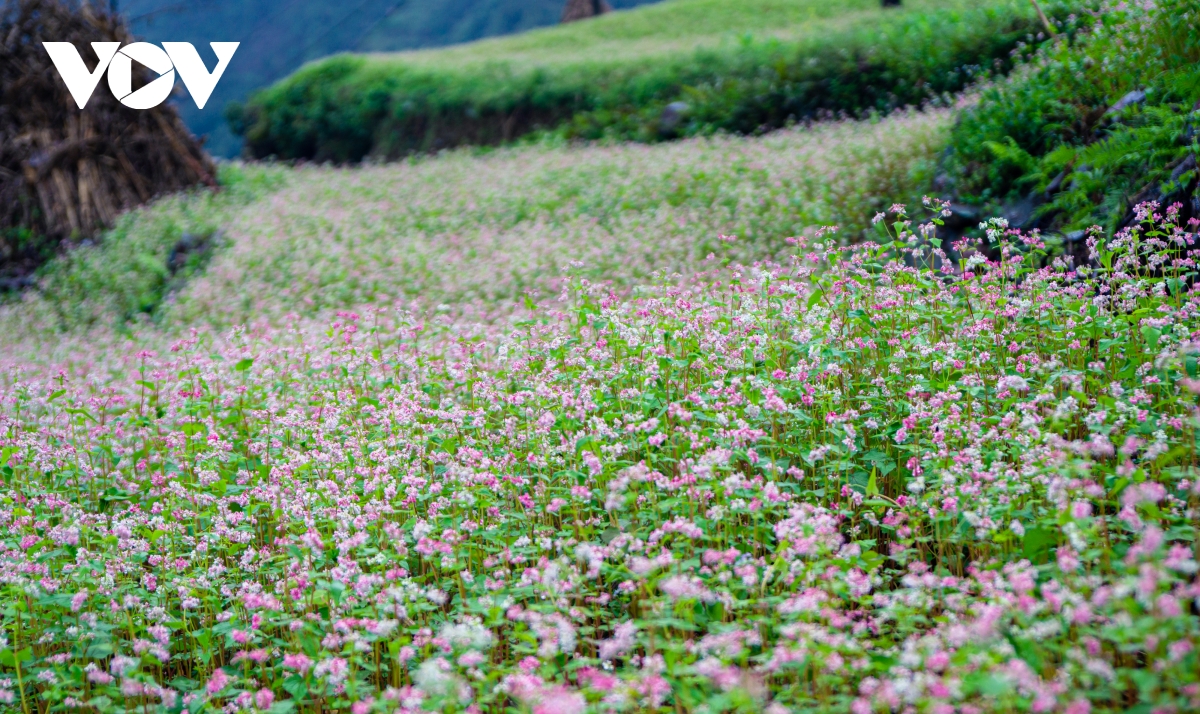 Mùa thu lên Hà Giang 