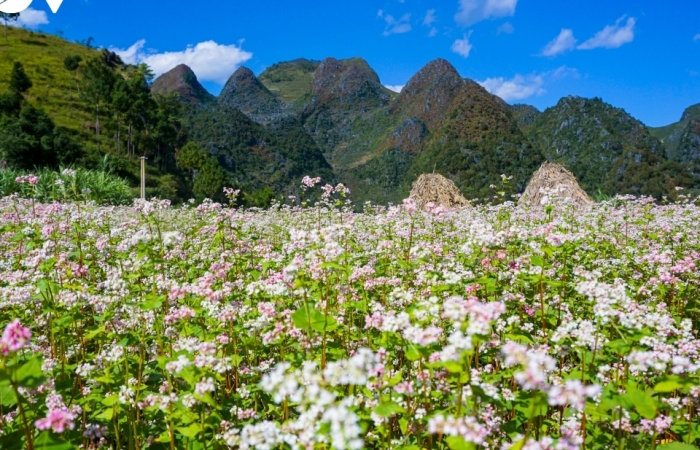 Mùa thu lên Hà Giang "hẹn hò" cùng hoa tam giác mạch