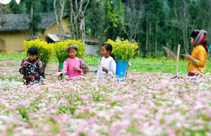 Mê đắm sắc hoa Tam giác mạch nở rộ ở Hà Giang