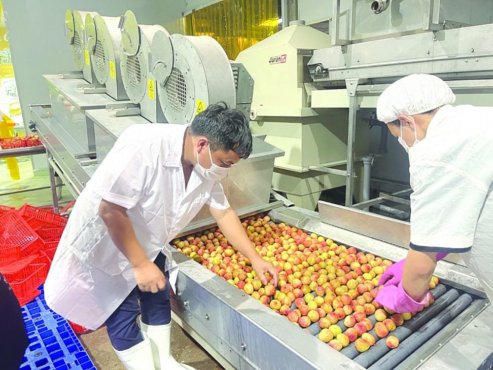 Nhiều mặt hàng nông sản thế mạnh của Việt Nam đã khẳng định thương hiệu tại thị trường châu Á-châu Phi  Ảnh: NT